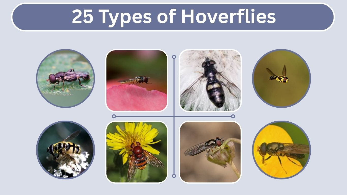 25 Types of Hoverflies: Identification & Lifecycle Guide