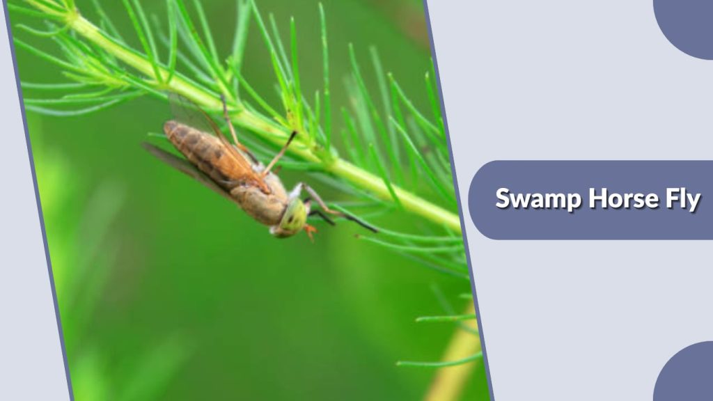  Swamp Horse Fly