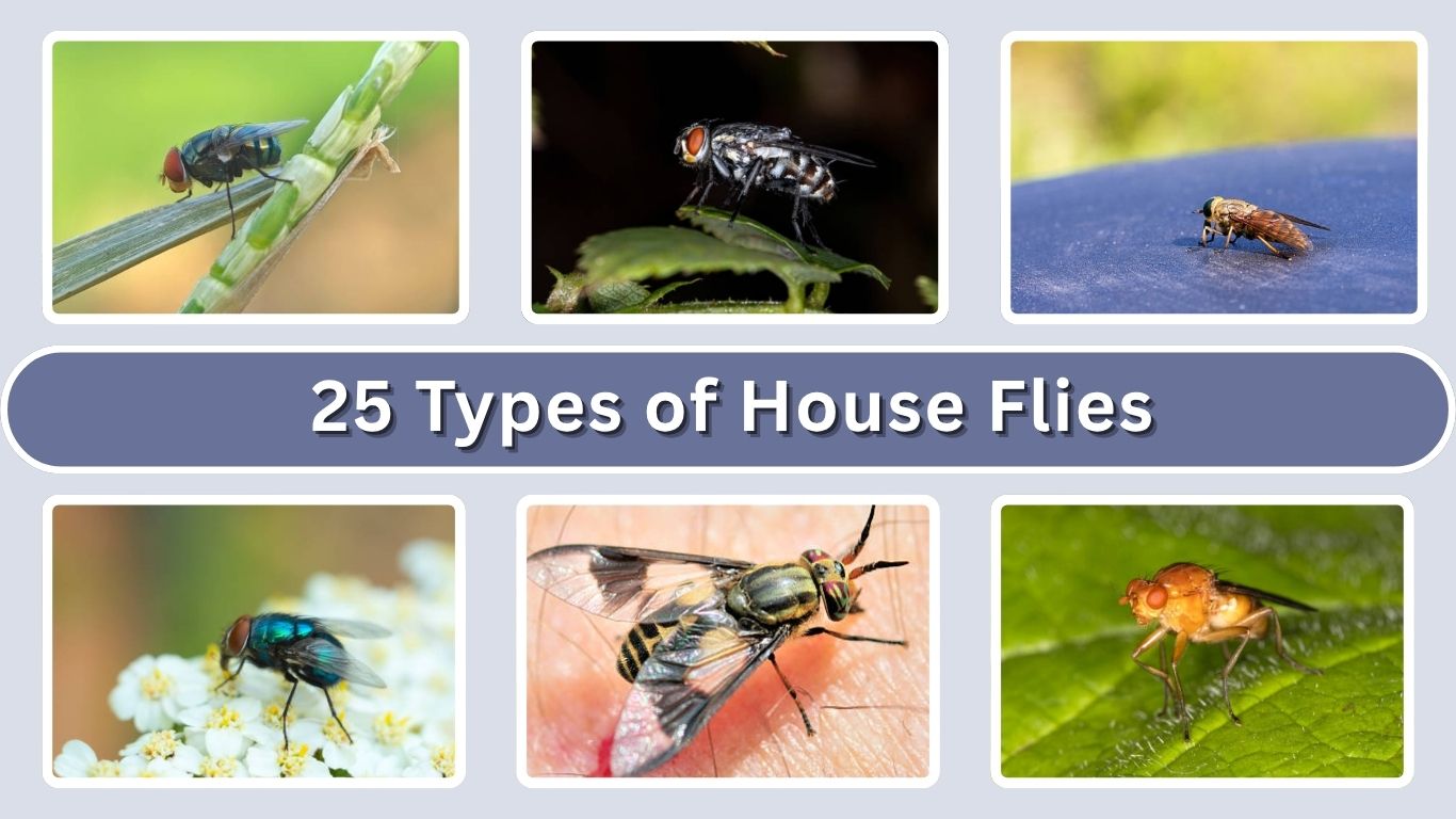 25 Types of House Flies: Identification with Pictures