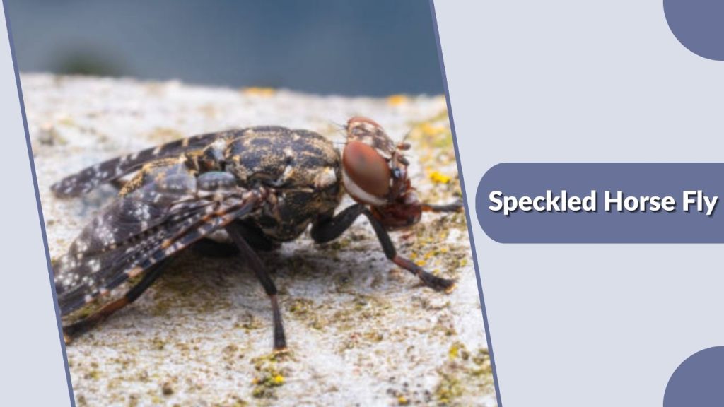 Speckled Horse Fly