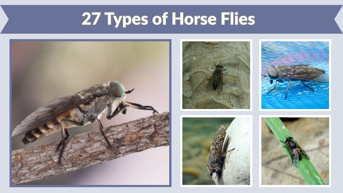 27 Types of Horse Flies: Identification, Habitat & Pictures