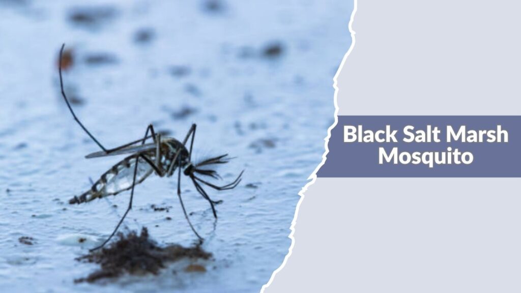 Black Salt Marsh Mosquito
