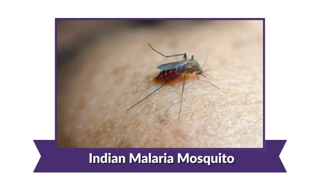 Indian Malaria Mosquito