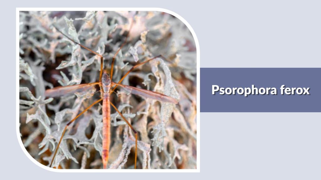Psorophora ferox