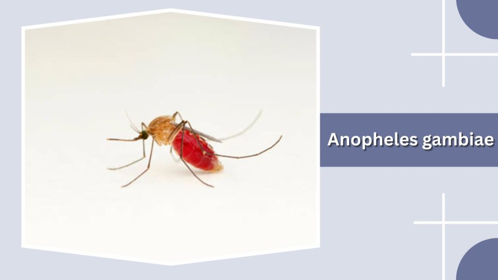 Anopheles gambiae