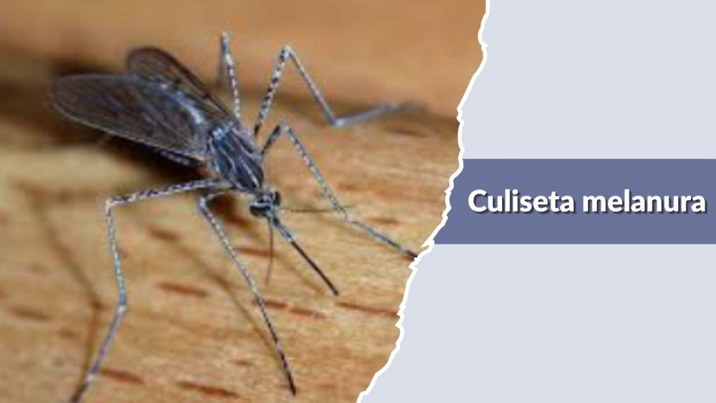 Culiseta melanura