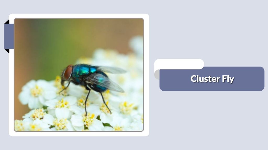 Cluster Fly