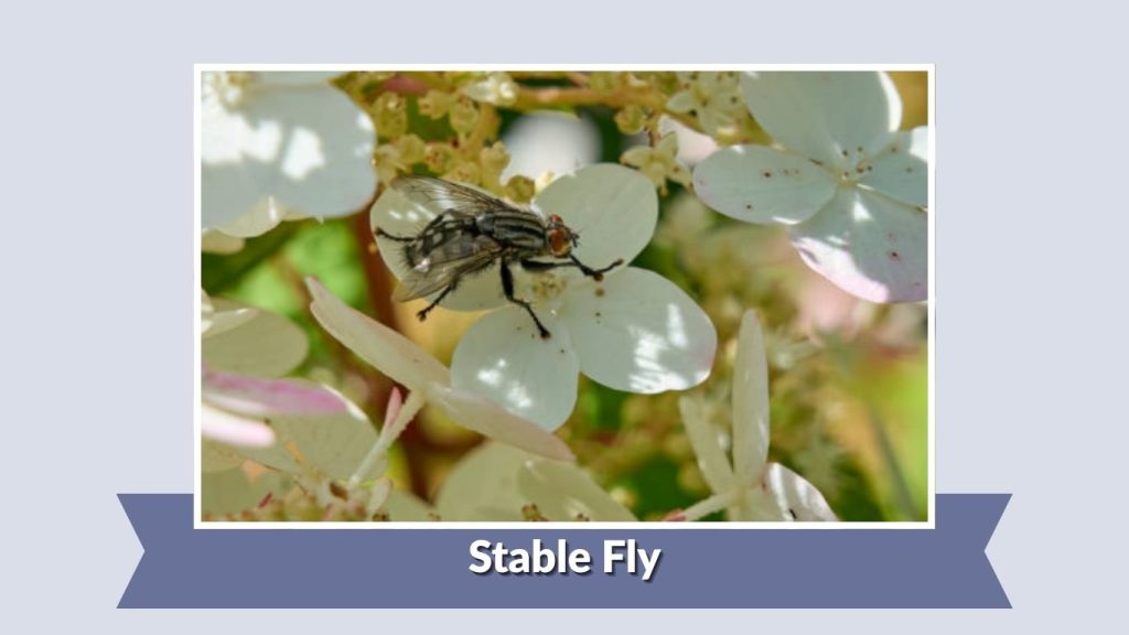 Stable Fly