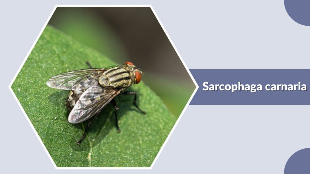 Sarcophaga carnaria