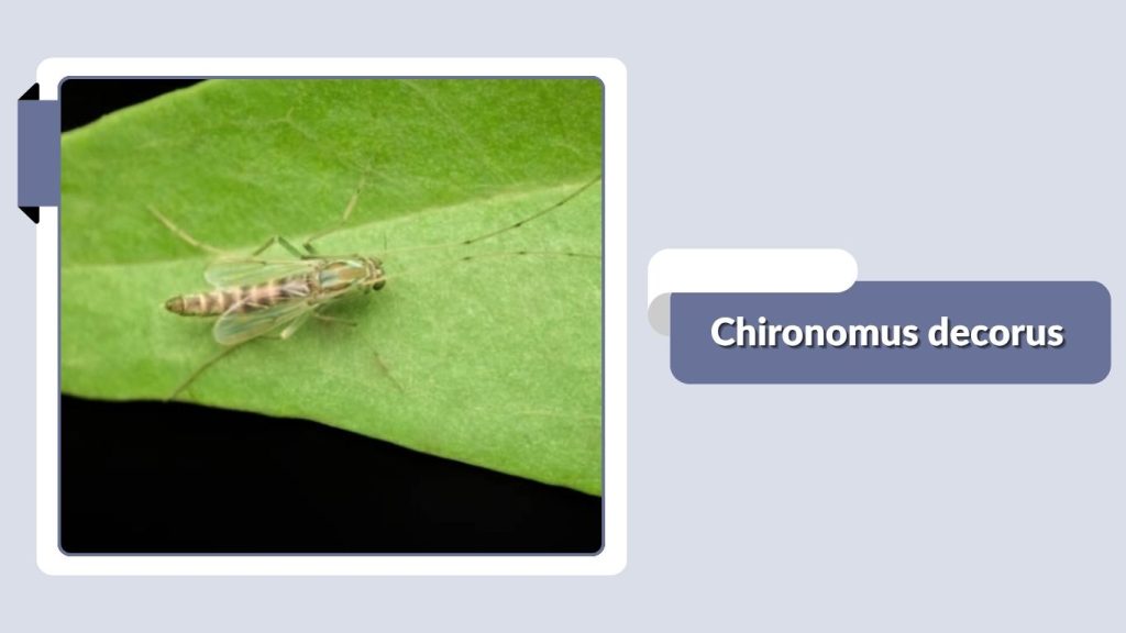  Chironomus decorus