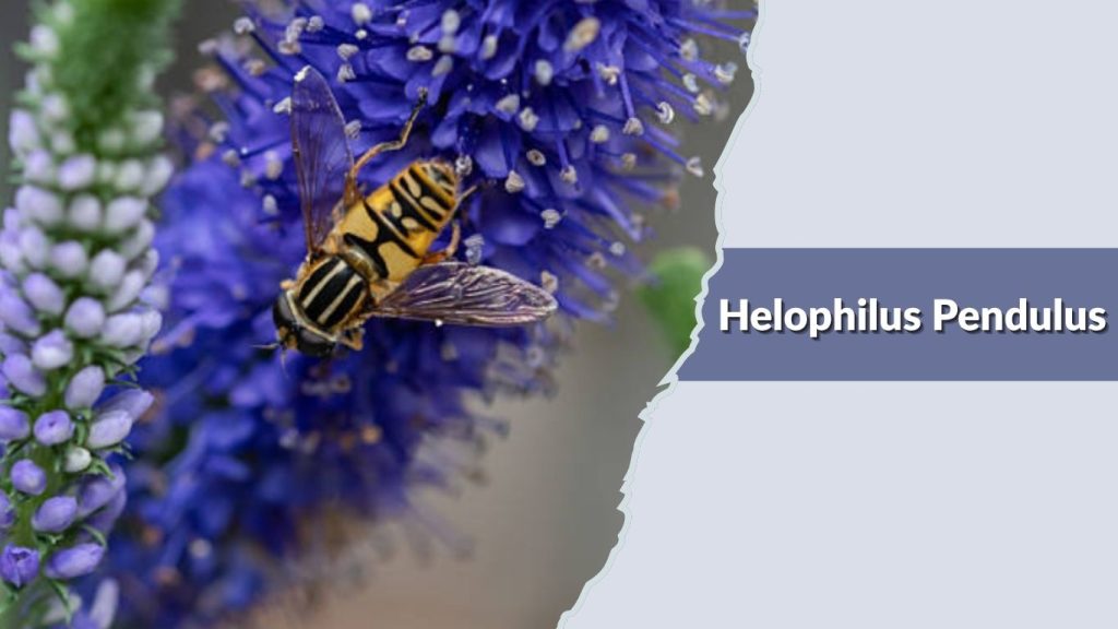 Helophilus Pendulus