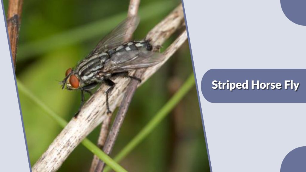 Striped Horse Fly