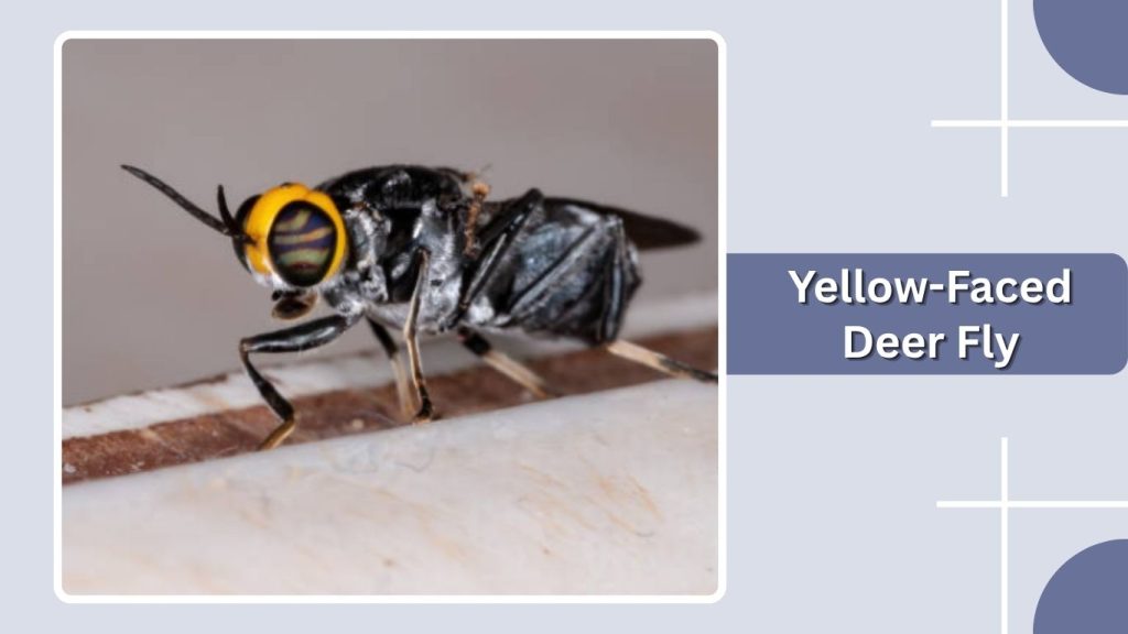 Yellow-Faced Deer Fly