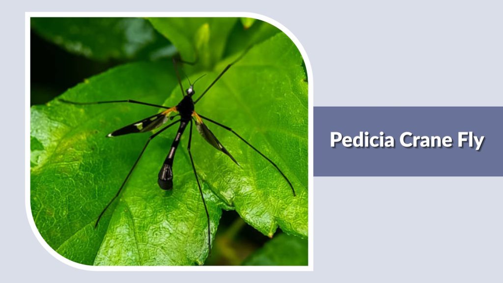 Pedicia Crane Fly