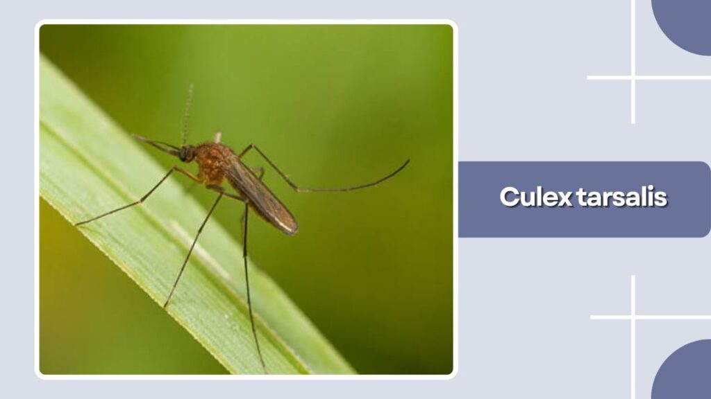 Culex tarsalis