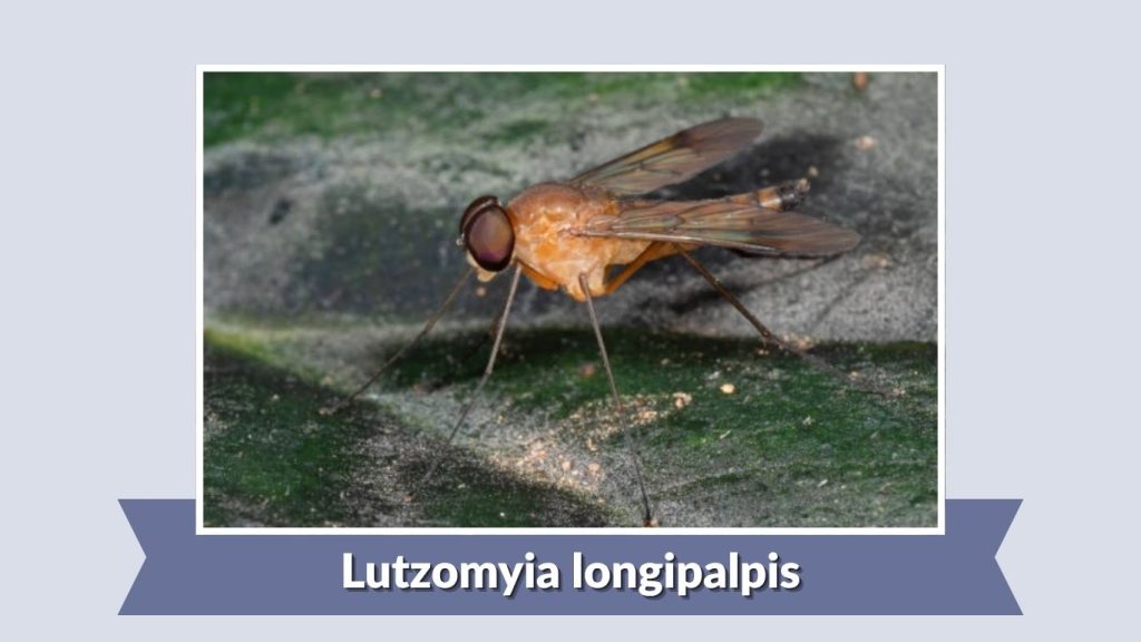 Lutzomyia longipalpis