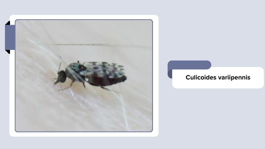 Culicoides variipennis