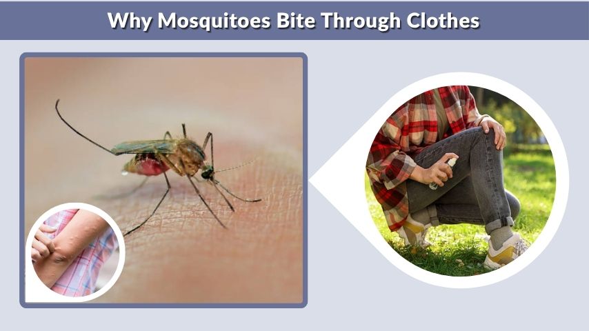 Why Mosquitoes Bite Through Clothes