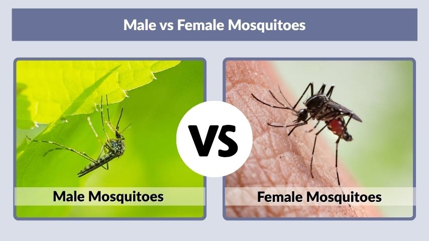 Male vs Female Mosquitoes