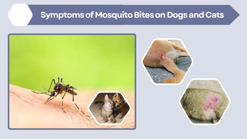 Symptoms of Mosquito Bites on Dogs and Cats