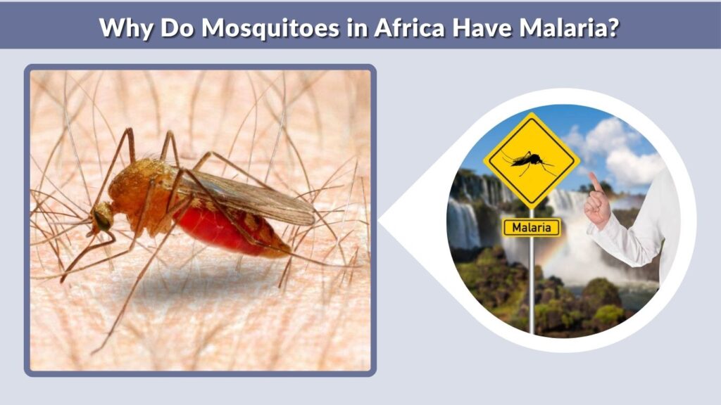 Why Do Mosquitoes in Africa Have Malaria?