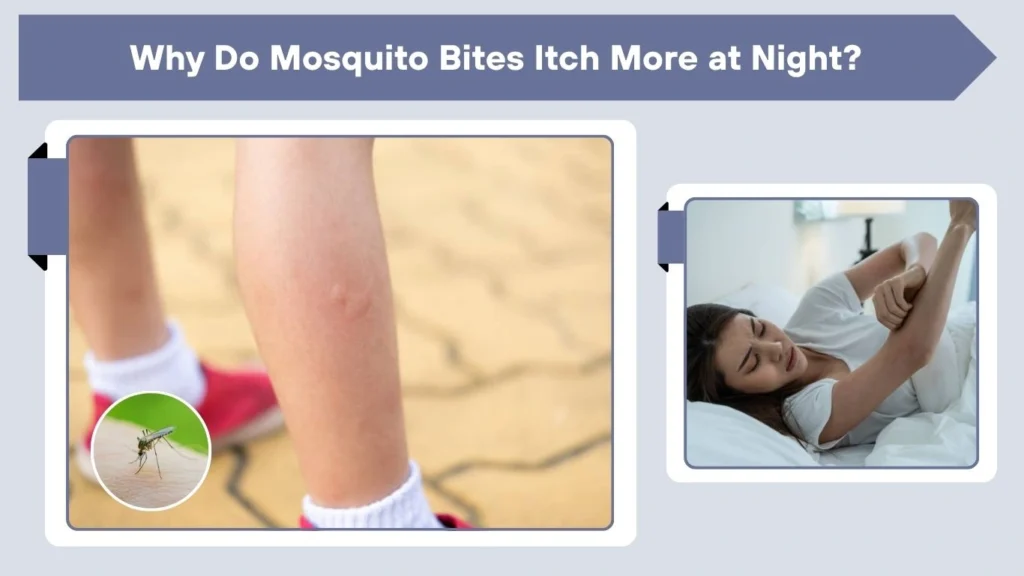 Why Do Mosquito Bites Itch More at Night?