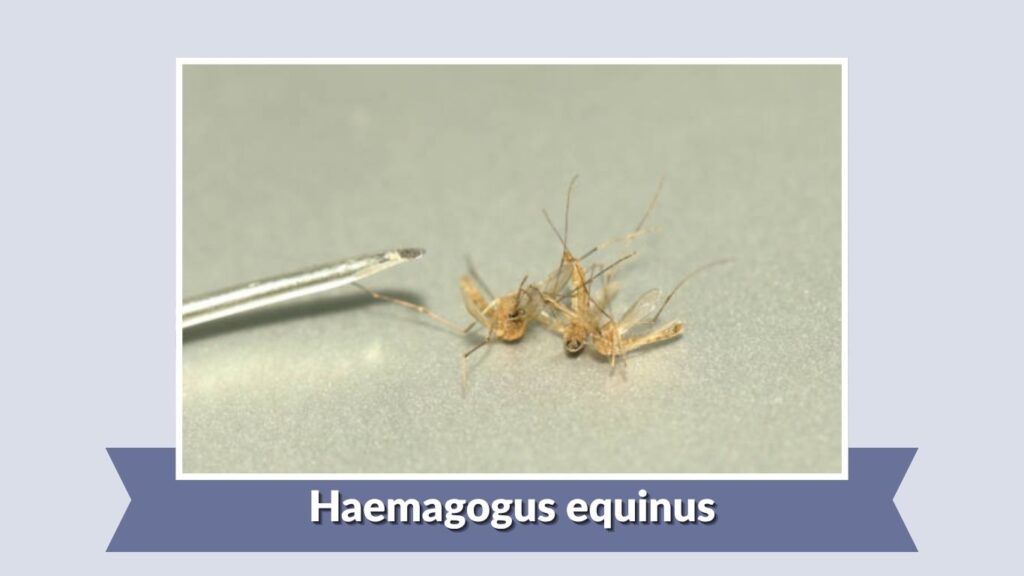 Haemagogus equinus