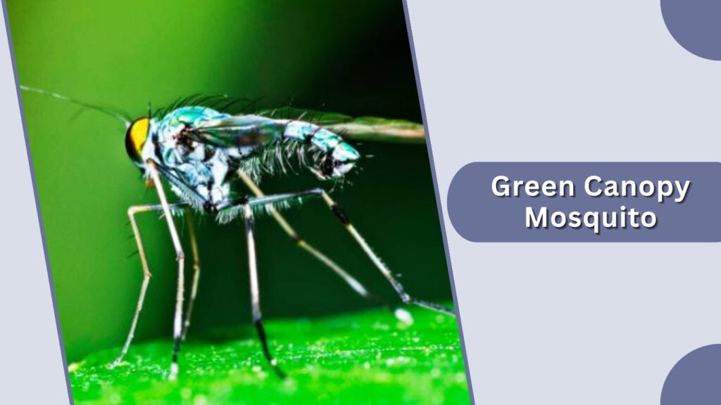 Green Canopy Mosquito