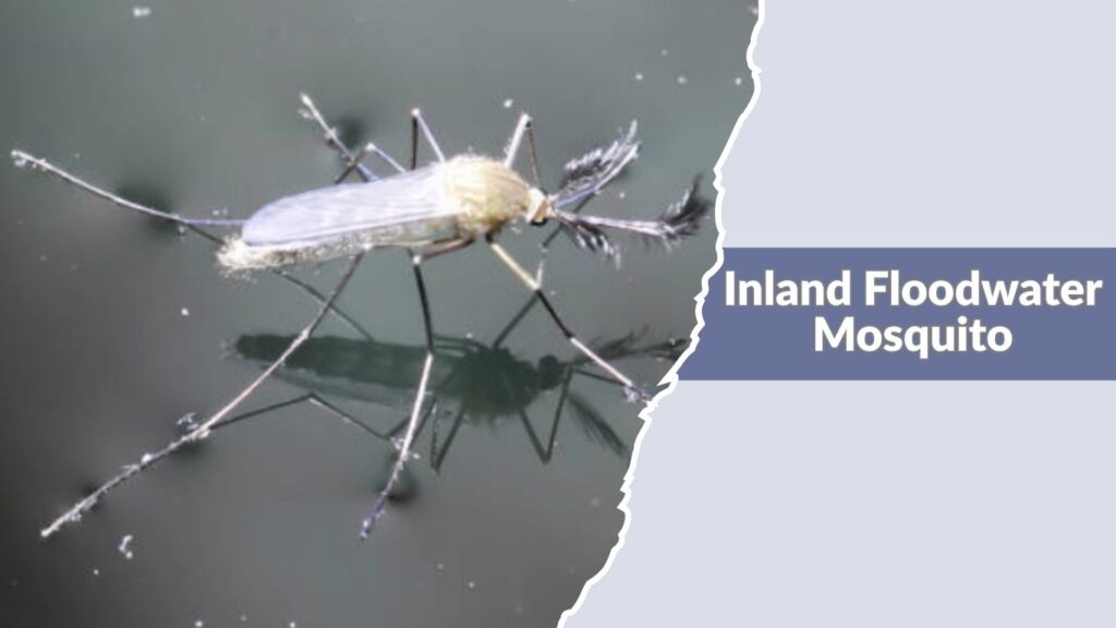 Inland Floodwater Mosquito