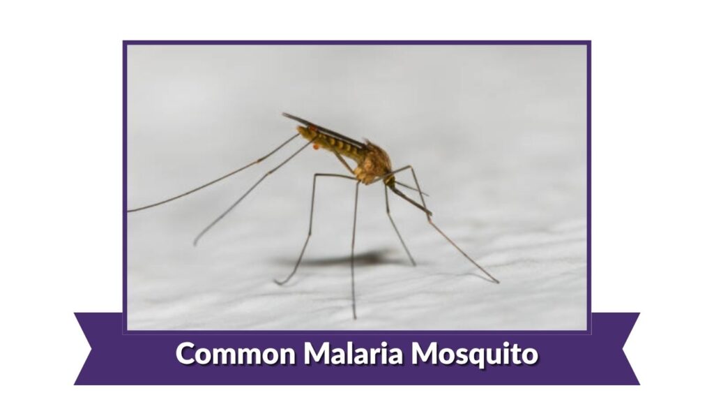 Common Malaria Mosquito