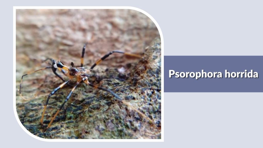 Psorophora horrida