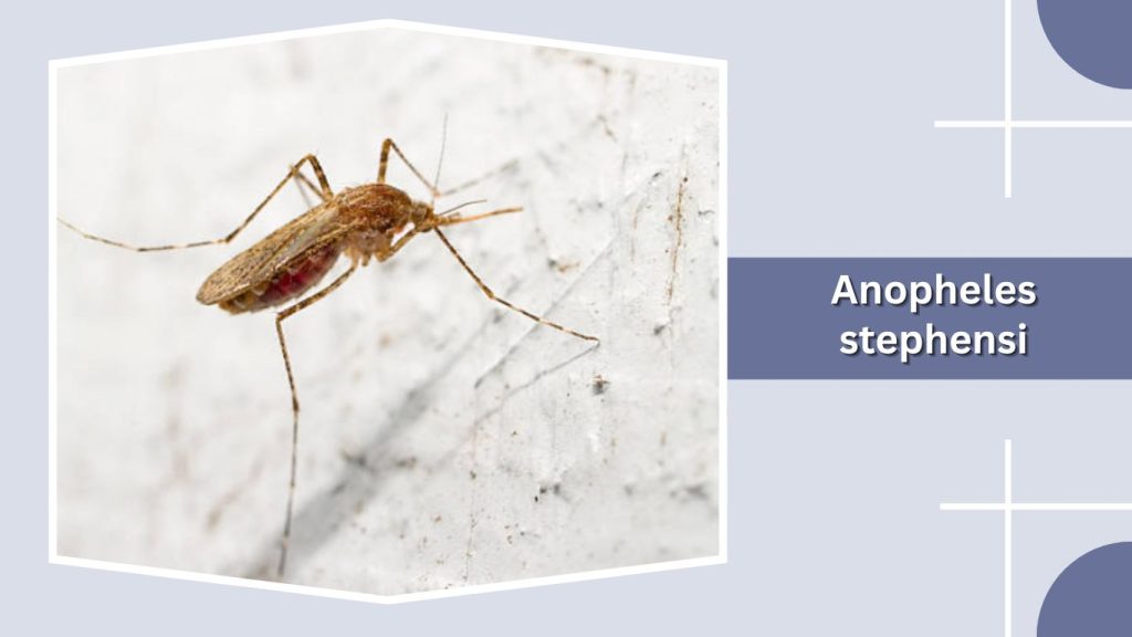 Anopheles stephensi