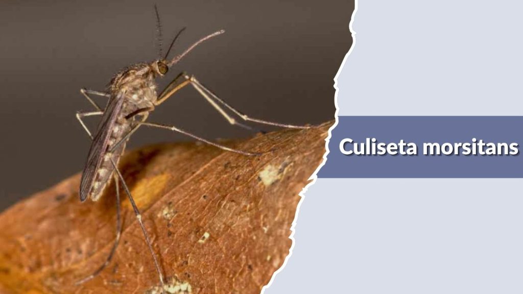 Culiseta morsitans