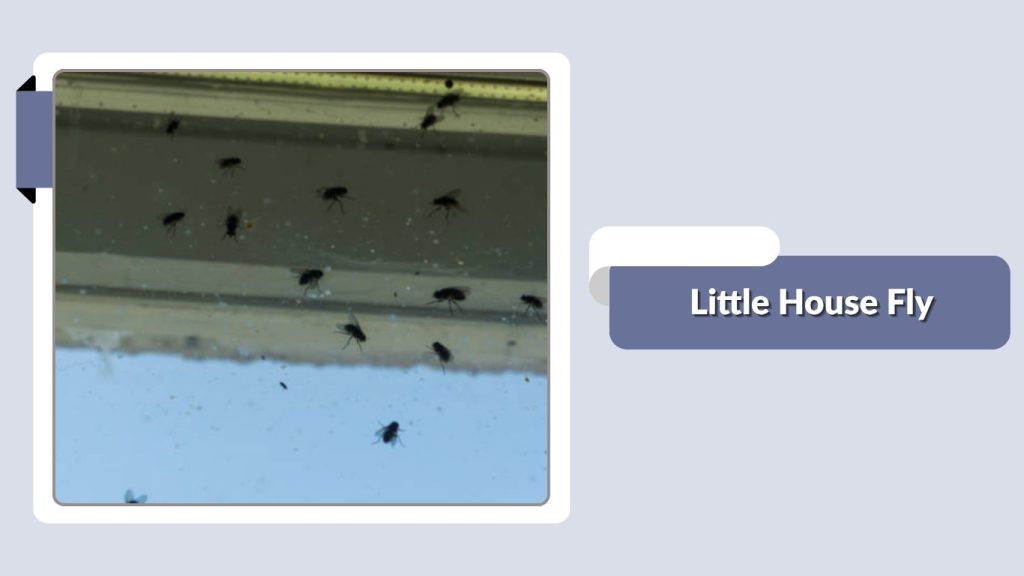 Little House Fly