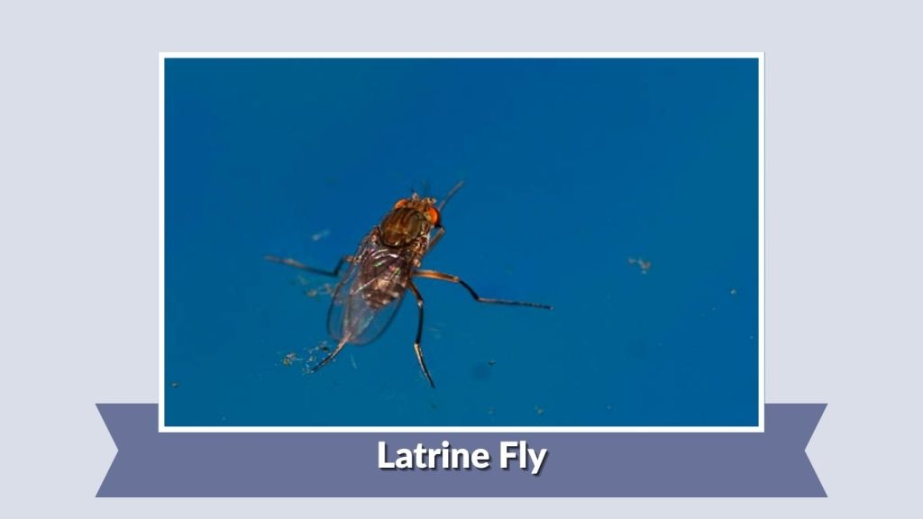 Latrine Fly