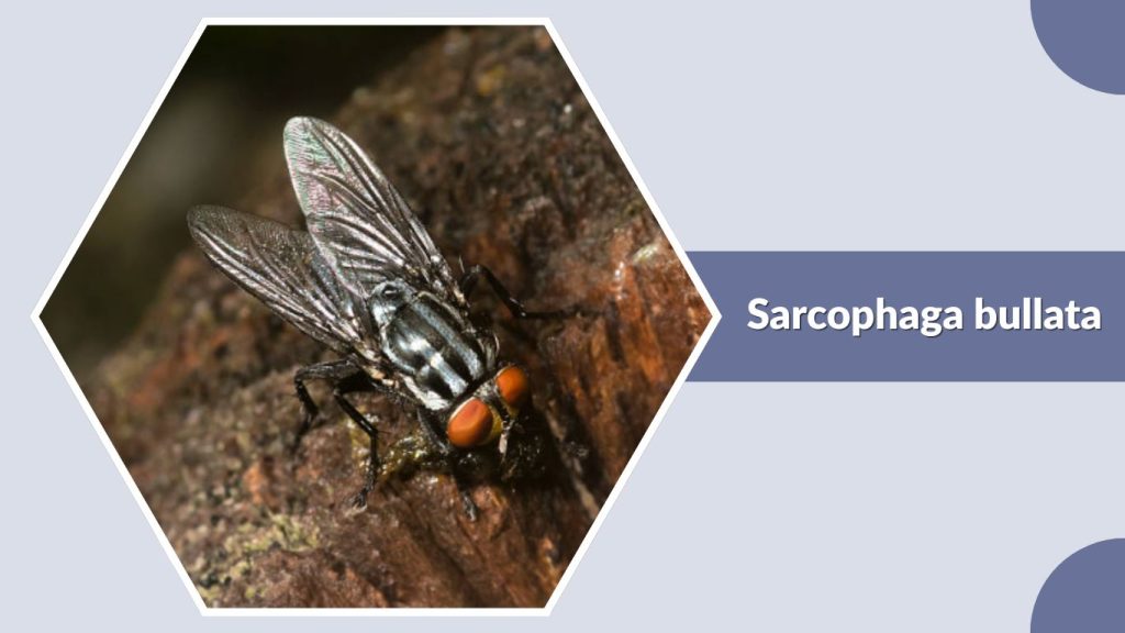 Sarcophaga bullata