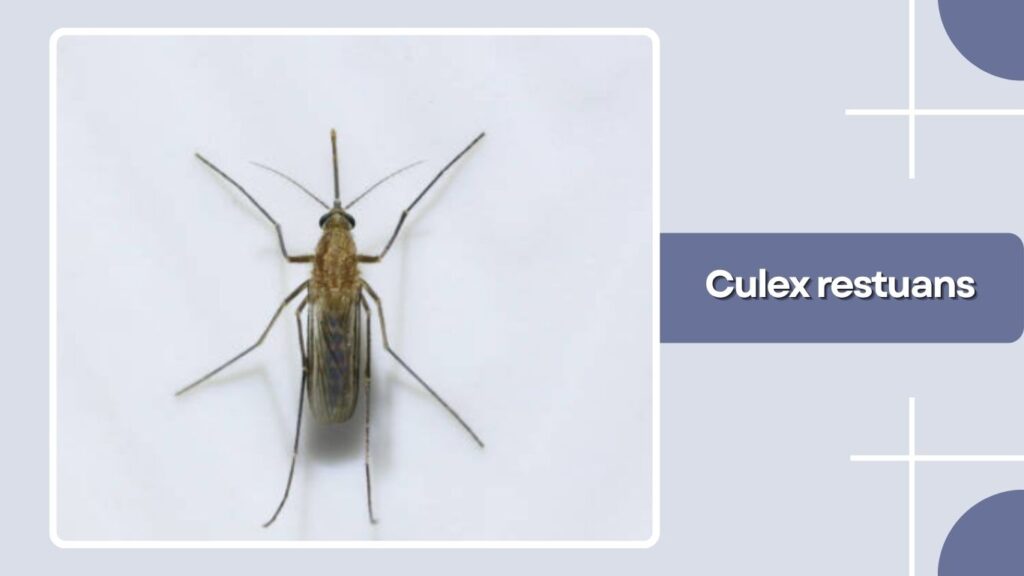 Culex restuans