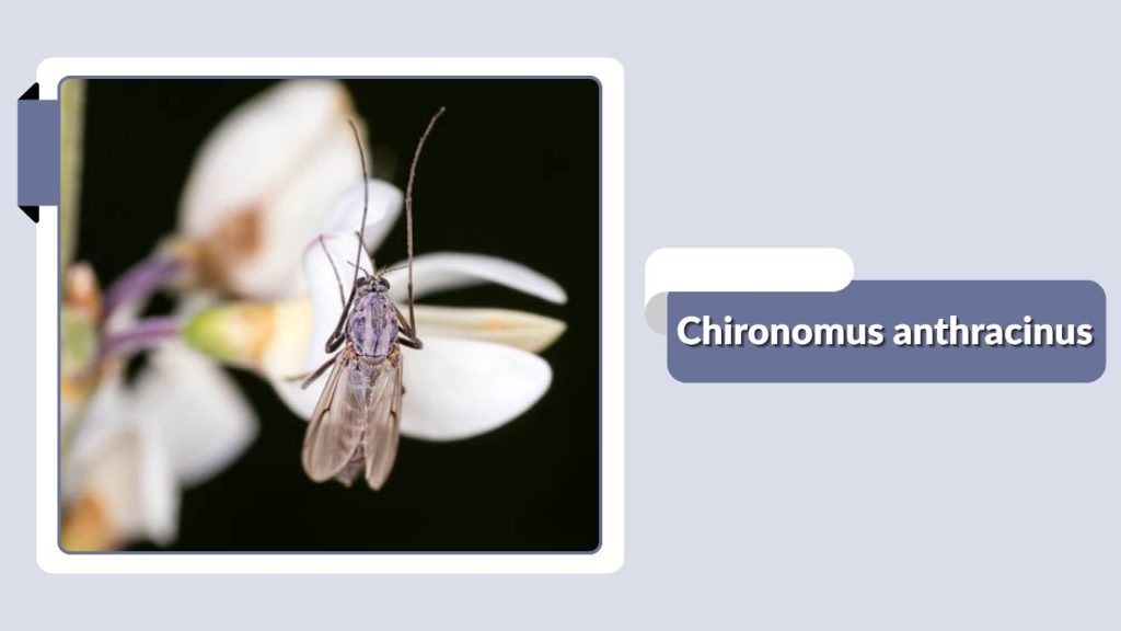 Chironomus anthracinus