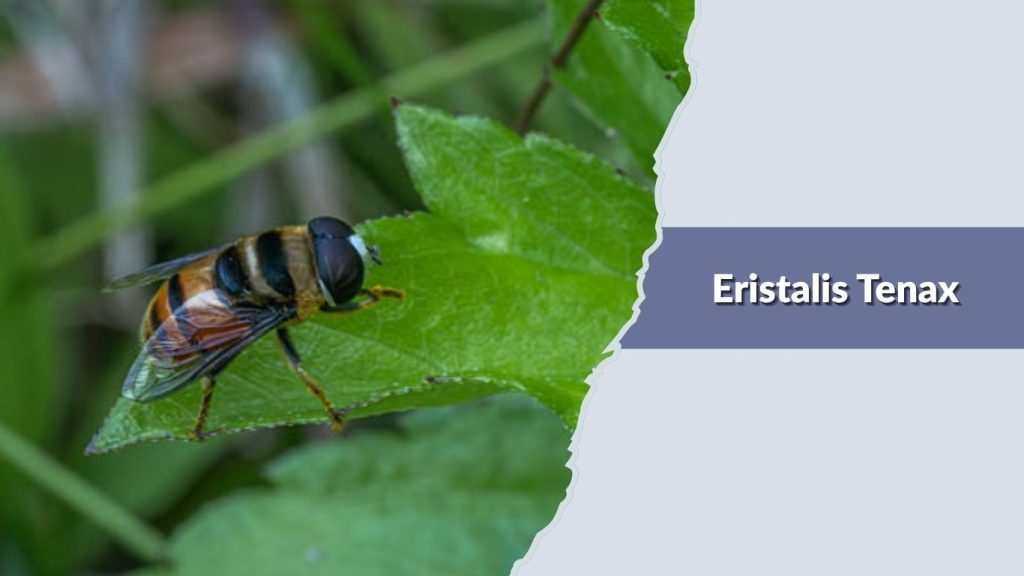 Eristalis Tenax