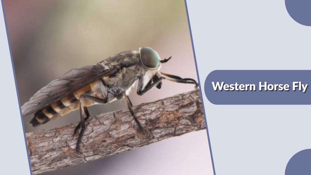 Western Horse Fly