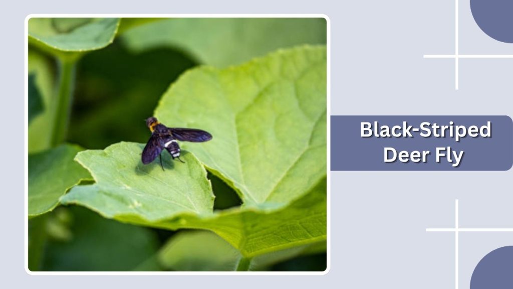 Black-Striped Deer Fly