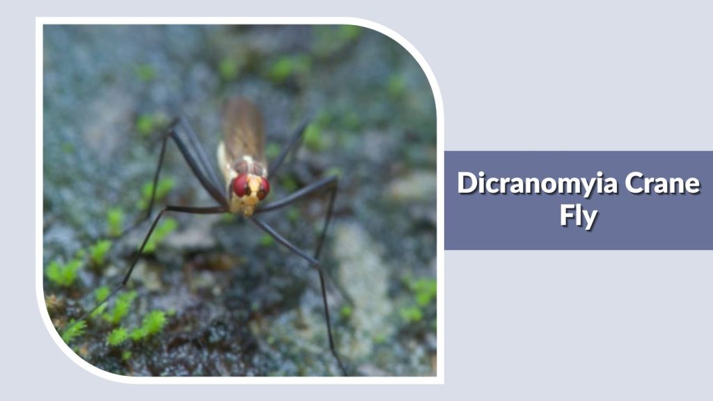Dicranomyia Crane Fly