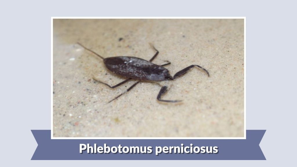 Phlebotomus perniciosus