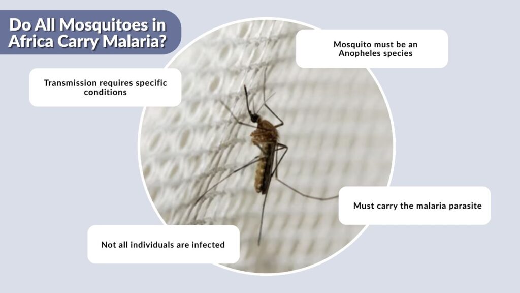 Do All Mosquitoes in Africa Carry Malaria?