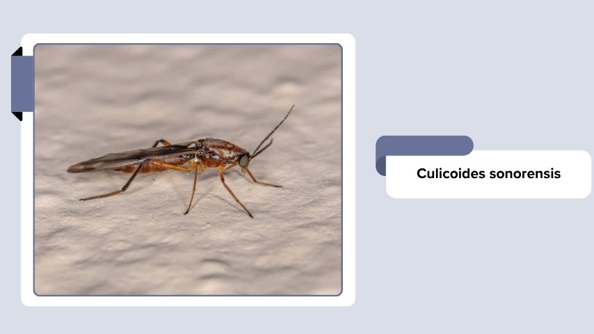 Culicoides sonorensis