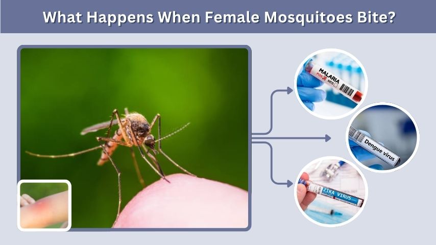 What Happens When Female Mosquitoes Bite?