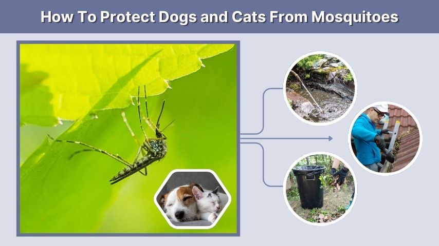 How To Protect Dogs and Cats From Mosquitoes