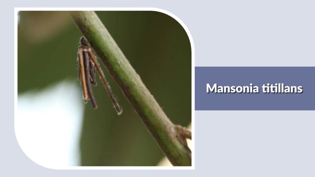 Mansonia titillans