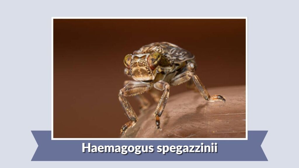 Haemagogus spegazzinii