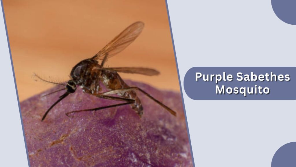 Purple Sabethes Mosquito